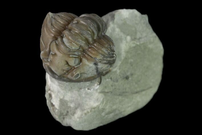 Wide Enrolled Flexicalymene Trilobite - Mt Orab, Ohio #137481
